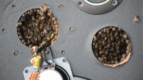 Bees build their beehive in the loudspeaker Stock Footage 26329171