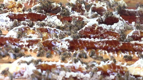 Bees that built beyond the frames Video stock 51839354