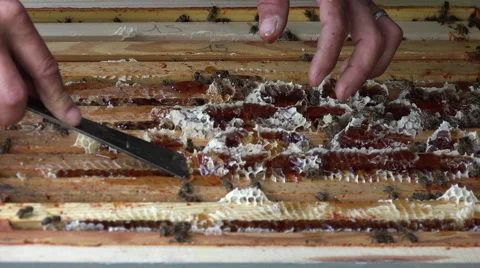 Bees that built beyond the frames Stock Footage 51841997