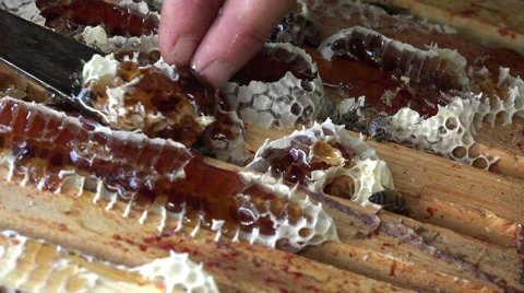 Bees that built beyond the frames Video stock 51842266