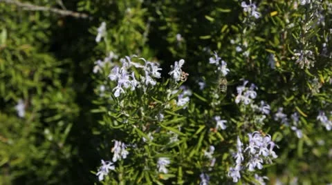 Bees on the bush. Stock Footage 18196494