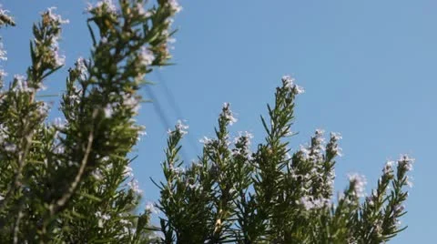 Bees on the bush Stock Footage 18197301