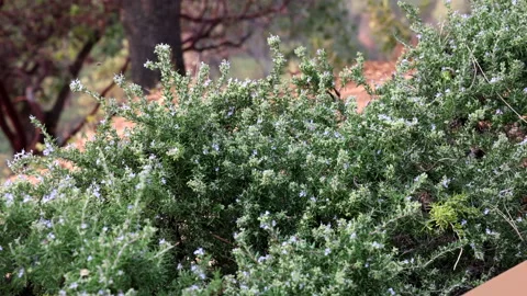 Bees in Bushes Stock Footage 140843933