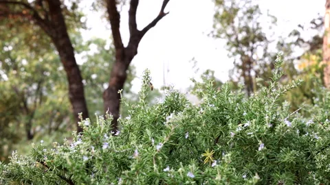 Bees in Bushes with Windchime in Background Stock Footage 140843936