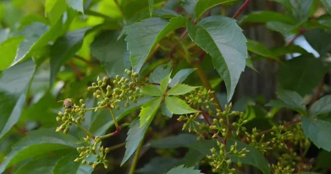 Bees busily pollinating wild grapevines Stock Footage 283984657