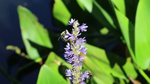 Bees Busy at Work Stock Footage 42309604