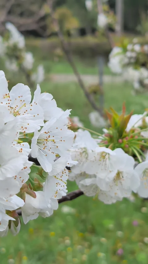 Bees buzz and pollinate the flowering cherry tree Prunus avium in Greece Stock Footage 332494131