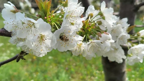 Bees buzz and pollinate the flowering cherry tree Prunus avium in Greece Stock Footage 332494172