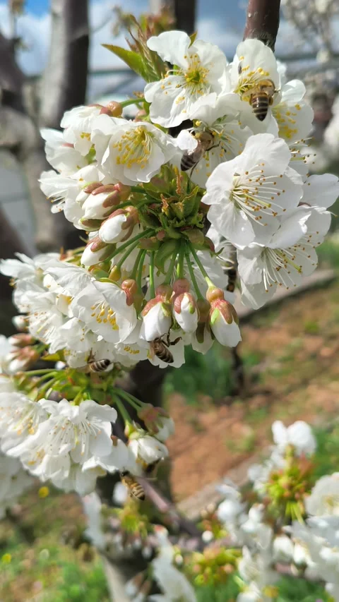 Bees buzz and pollinate the flowering cherry tree Prunus avium in Greece1 Stock Footage 332494173