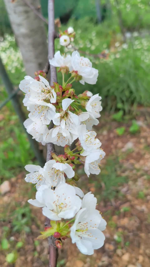 Bees buzz and pollinate the flowering cherry tree Prunus avium in Greece1 Stock Footage 332494174