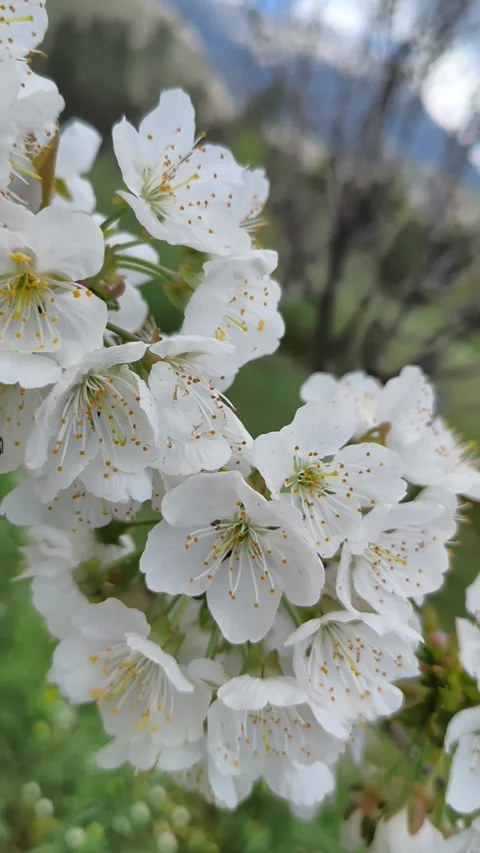 Bees buzz and pollinate the flowering cherry tree Prunus avium in Greece Stock Footage 332494175