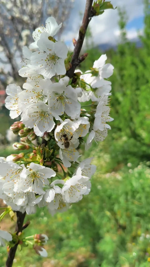 Bees buzz and pollinate the flowering cherry tree Prunus avium in Greece Stock Footage 332494348