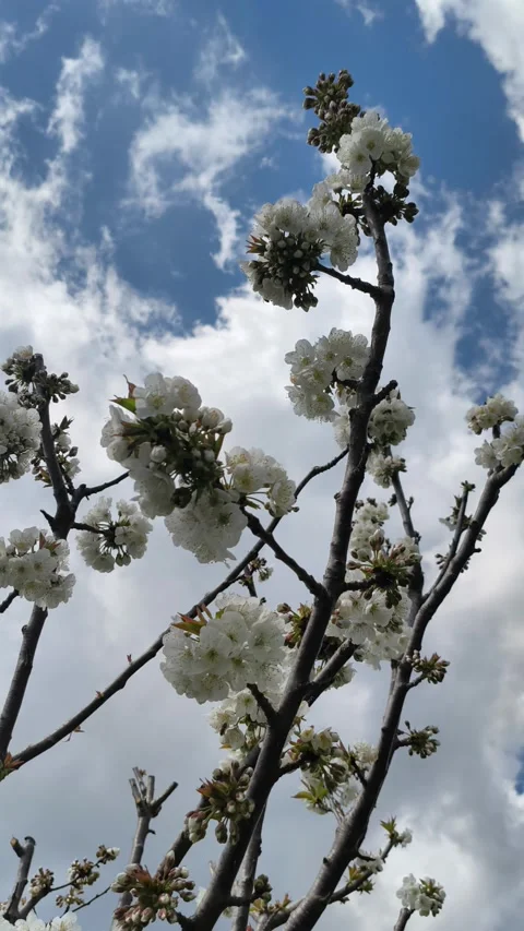 Bees buzz and pollinate the flowering cherry tree Prunus avium in Greece Stock Footage 332494349