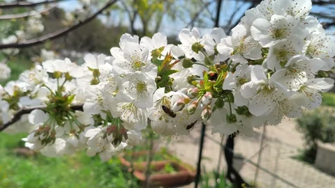 Bees buzz and pollinate the flowering cherry tree Prunus avium in Greece Stock Footage 332494399
