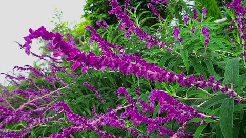 Bee's Buzz and Sage's Sway. Mexican Bush Sage in Bloom. Stock Footage 297373571