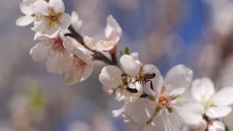 Bees buzz around Almond Blossoms Stock Footage