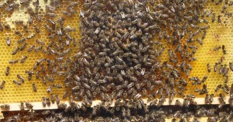 Bees buzz around building honeycombs and feeding the brood Stock Photos