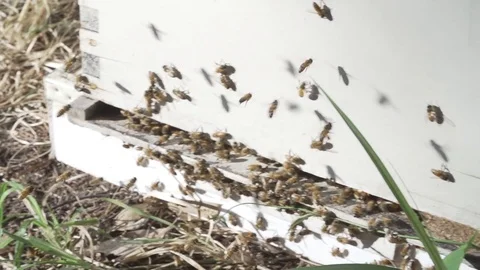 Bees buzz around a hive Stock Footage 91375847