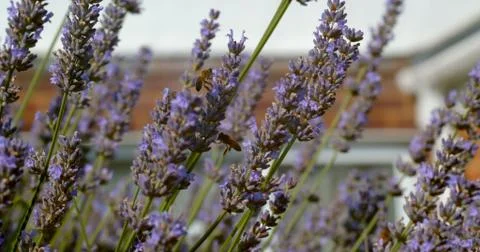 Bees buzz around a patch of lavender Fotos de archivo