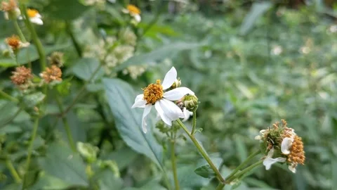 Bees buzz over flowers 스톡 동영상 143943627