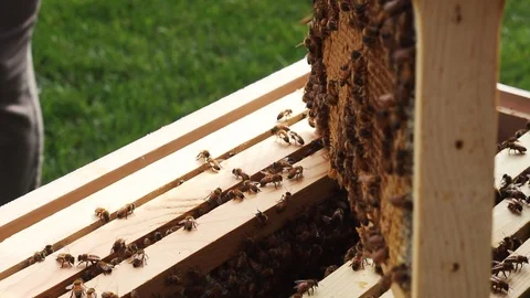 Bees Buzzing in and Around Hive Stock Footage 98700261