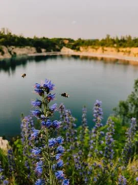 Bees buzzing and pollinating vibrant purple flowers along tranquil shore of lake Stock Photos