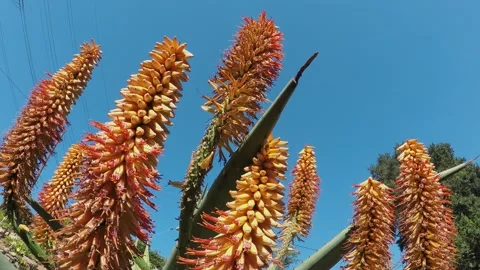 Bees buzzing around aloes Stock Footage 339890430
