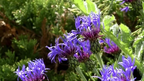 Bees buzzing around and crawling on cornflowers Stock Footage 76769478