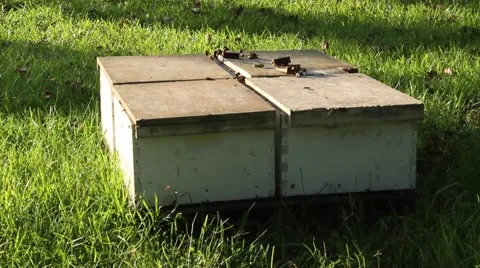 Bees buzzing around apiary box Video stock 42105570