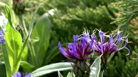 Bees buzzing around in a beautiful garden, landing on cornflowers Stock Footage 76769956