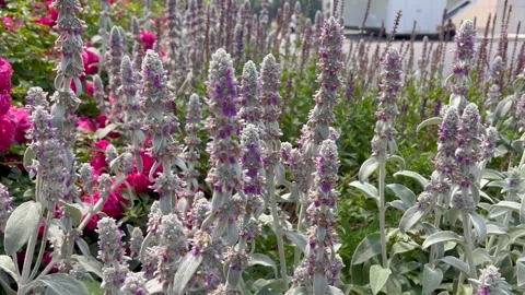 Bees buzzing around blooming purple and pink flowers in a lush garden. Stock Footage 300582287
