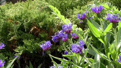 Bees buzzing around cornflowers, landing and taking off Stock Footage 76769801