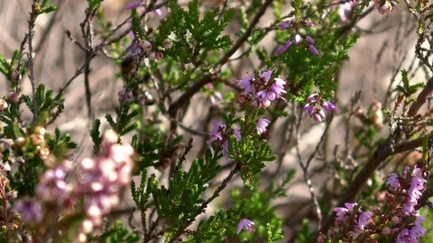 Bees buzzing around heather, Mehlinger Heide, heathland, Rhineland-Palatinate Stock Footage 79830214