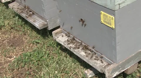 Bees buzzing around the hive Stock-Footage 56525067