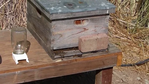 Bees buzzing around hive Stock Footage 84369591