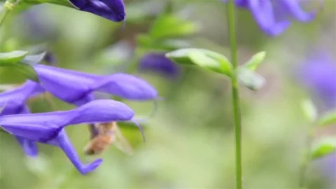 Bees buzzing around lavender plant Central Park, NYC Stock Footage