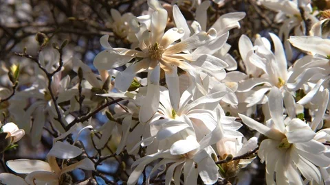 Bees buzzing around Lilacs Stockbeeldmateriaal 106966014