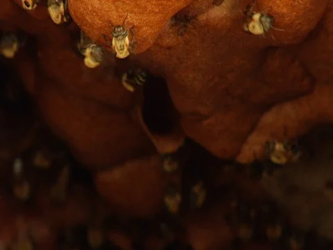 Bees Buzzing Inside a Beehive in the Amazon Jungle Rainforest Stock Footage 112934592