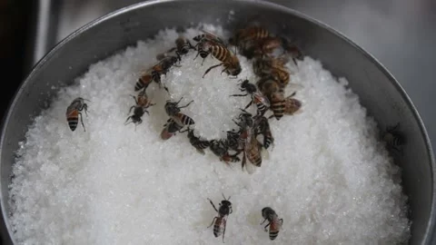 Bees buzzing over sugar 스톡 동영상 161112489