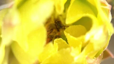 Bees on a Cactus Stock Footage 230124519