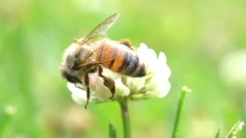 Bees on a Cactus Stock Footage 230124632