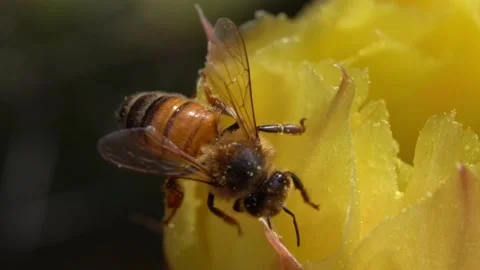Bees on a Cactus Stock Footage 230124727