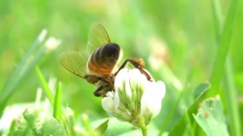 Bees on a Cactus Stock Footage 230124740