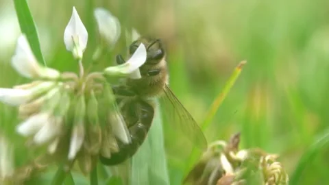 Bees on a Cactus Stock Footage 230124815