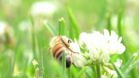 Bees on a Cactus Stock Footage 230124896