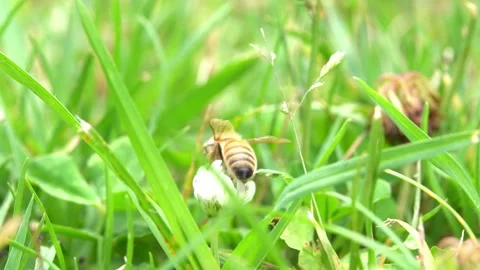 Bees on a Cactus Stock Footage 230124922