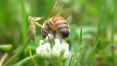 Bees on a Cactus Stock Footage 230125010