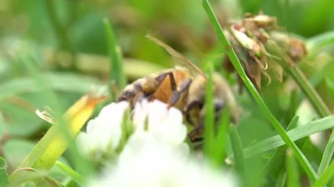 Bees on a Cactus Stock Footage 230125011