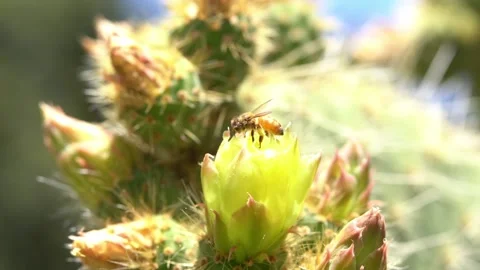 Bees on a Cactus Stock Footage 230125037