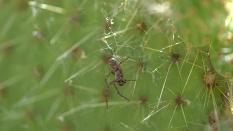 Bees on a Cactus Stock Footage 230125044